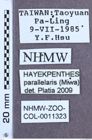 Etikett zu Hayekpenthes parallelaris (Miwa, 1927)